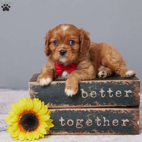 Chase, Cavalier King Charles Spaniel Puppy